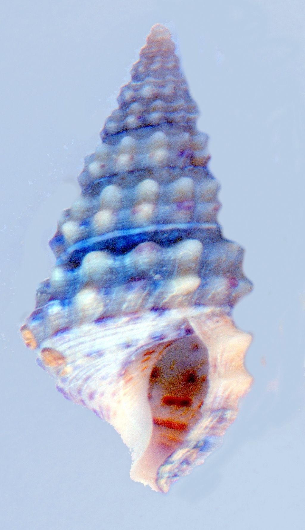 cerithium